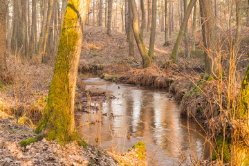 Leśny strumień płynący w głębokim jarze. © boguslavus