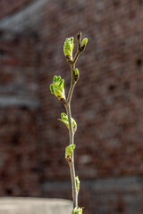 Closeup of new mulberry tree leaves sprouting from buds