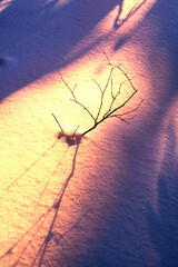 Snowy forest at sunset.