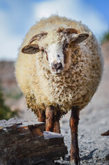 Stock photo of a sheep looking at the camera in Iruya valley, Salta, Argentina. Hills and mountains landscape