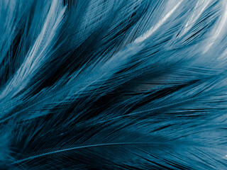 Beautiful abstract blue feathers on white background, black feather texture on blue pattern and blue background, feather wallpaper, blue banners, love theme, valentines day, dark texture