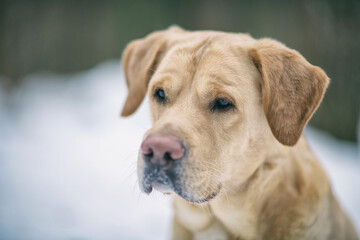 Portrait of a fawn labrador retriever in the winter forest.