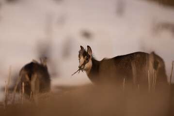 chamois 