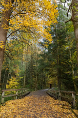 Autumn wood 