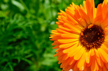 close-up - bright orange flower of calendula on a background of green grass