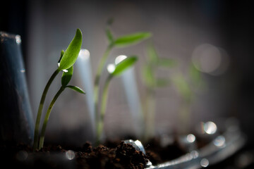 Horizontal close-up object photo of a green young pepper sprouts growing at home in the seedbad  