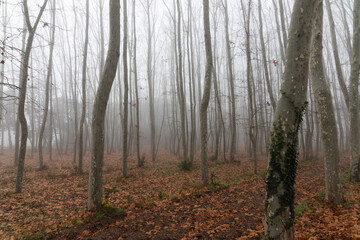Fog in the woods. Fall season, in a moody woods and a lot of trees with fallen leaves