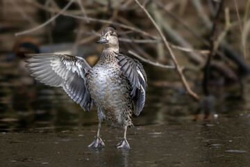 Beautiful female teal duck at a little pond called Jacobiweiher not far away from Frankfurt, Germany at a cold day in winter.