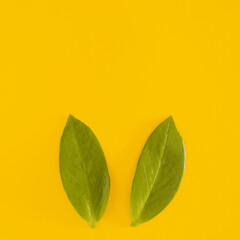 Fototapeta na wymiar fresh green leaves like a bunny ears on the yellow illuminating background. minimal flat lay