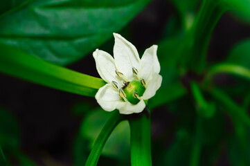 Close-up  - white bell pepper flower, inside it is an ant