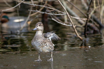 Beautiful female teal duck at a little pond called Jacobiweiher not far away from Frankfurt, Germany at a cold day in winter.