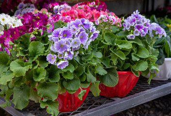 Beautiful spring primroses flowers - primula polyanthus or Perennial primrose in the garden shop at spring season.
