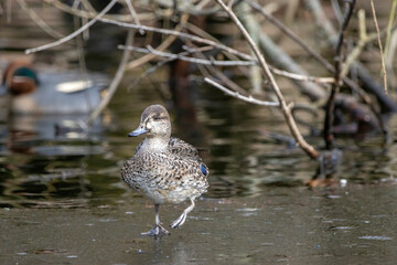 Beautiful female teal duck at a little pond called Jacobiweiher not far away from Frankfurt, Germany at a cold day in winter.