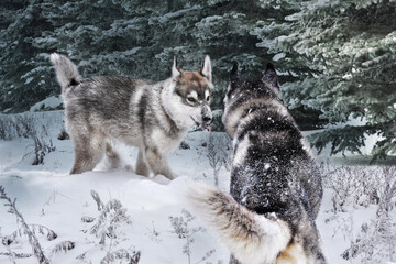 meeting of a playful puppy and an adult strong animal Siberian Husky in a snowy cold winter forest 