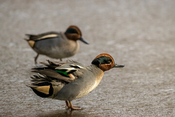 Beautiful male teal ducks at a little pond called Jacobiweiher not far away from Frankfurt, Germany at a cold day in winter.
