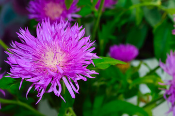 Obraz premium close-up - beautiful purpule meadow cornflower on a background of green leaves