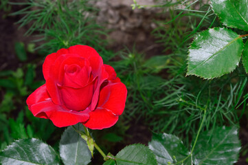 close-up - a beautiful scarlet rose in the garden with fragrant fresh petals