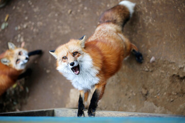 Wild beautiful fluffy Red Fox Nature The fox stands on its hind legs 
