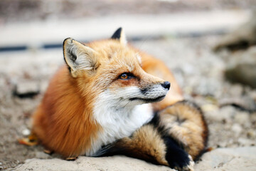 Wild beautiful fluffy Red Fox Nature