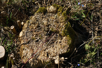 Sawn trees as waste or firewood stored sideways photographed in spring in Bavaria