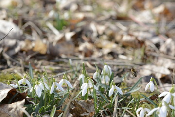 Frühlingsblumen