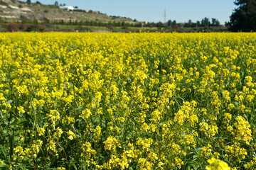 Field of yellow rapeseed blossoms