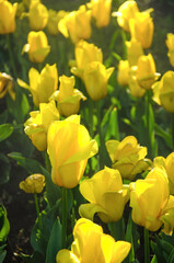 Yellow flowers of tulips close up nature background