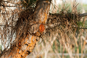 Pine trunk with needles and resin