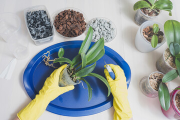 Transplanting and caring for orchids cattleya at home, pruning the roots of orchids, foam glass...