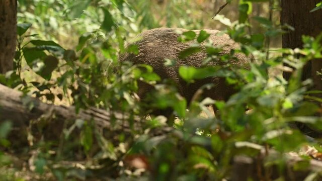 Wild Boar, Sus Scrofa, 4K footage, Huai Kha Kaeng Wildlife Sanctuary, Thailand; seen in between two trees behind a fallen log behind plants feeding in the forest during a hot summer day.
