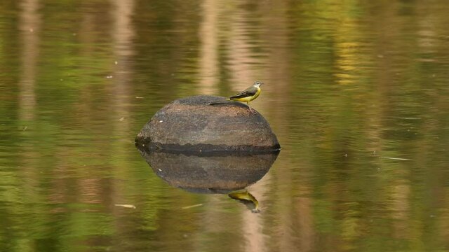 Grey Wagtail, Motacilla cinerea, 4K Footage, Huai Kha Kaeng Wildlife Sanctuary, Thailand; on the right side of the rock in the middle of the stream wagging its tail, fantastic forest reflection.