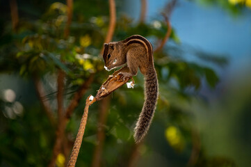 leopard in a tree