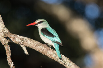 Kruger National Park: Woosland Kingfisher in Pretoriuskop camp. The bird is a regular migrant to the region.