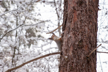 A red squirrel sits on a tree trunk .