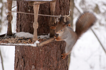 A red squirrel sits on a tree trunk near the feeder.
