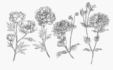 Vintage hand drawn flower  illustration collection set