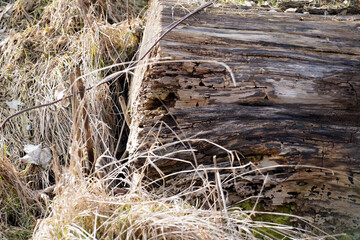 Fototapeta premium Sawn trees as waste or firewood stored sideways photographed in spring in Bavaria