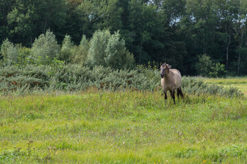 Naklejka na ściany i meble Konik horse standing in a grass land in Lentevreugd, The Netherlands