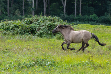 Konik horse running in a grass land in Lentevreugd, The Netherlands