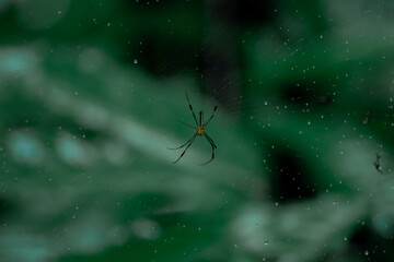 spider on the web