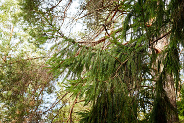 Beautiful green branch in winter or spring forest with snow on a sunny day