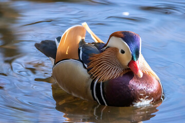 Beautiful male mandarin duck swimming in a little pond called Jacobiweiher not far away from Frankfurt, Germany at a cold day in winter.