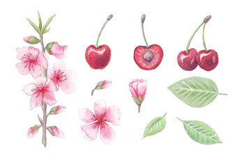 cherry watercolor set, traditional botanical illustration style. Cherry blossom, branch, flowers and berries isolated on white