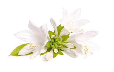 Naklejka na ściany i meble Flowers Hosta plantaginea isolated on white background
