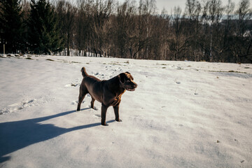 Naklejka premium A dog walking in the snow a Labrador