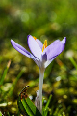 close up of a violet ruby giant crocus, focus on the violet leaves