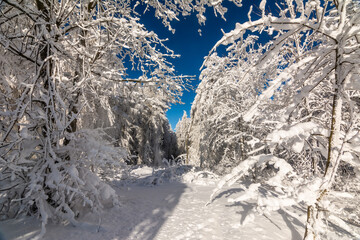 Winter Snow