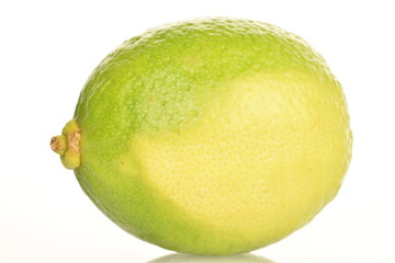 One bright green juicy lime, close-up, on a white background.