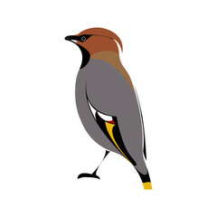 Bird_Bohemian waxwing_キレンジャク