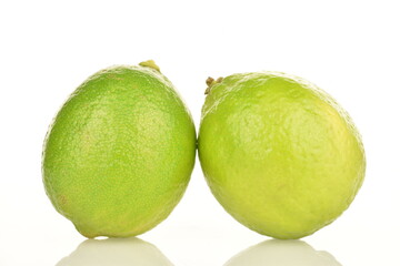 Two ripe delicious limes, close-up, on a white background.